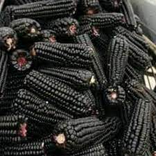 Black Corn काला मक्का | Rashtriya Paryavaran Sanrakshan Parishad